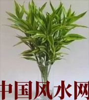 济南十二生肖养什么植物最旺财运？你知道吗！